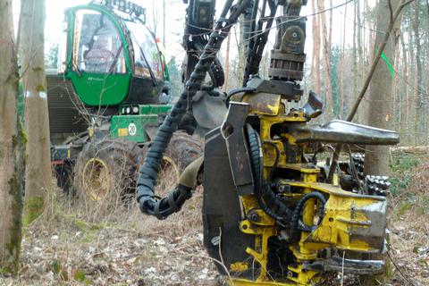 Schweres Gerät ist derzeit im Licher Wald im Einsatz, um die von der Rußrindenkrankheit befallenen 30 000 Ahornbäume zu fällen. Foto: Irek 