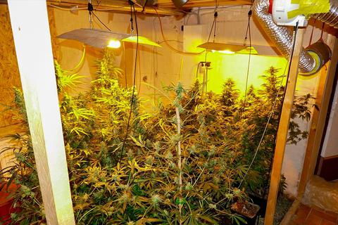Die Drogenplantage wurde im Keller des Wohnhauses in Gonterskirchen gefunden.  Foto: Polizeipräsidium Mittelhessen 