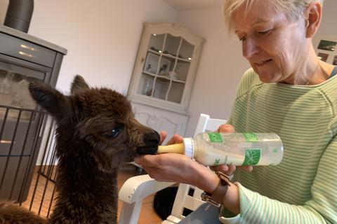 Tierpark Arnsburg Alpaka Friedas bewegende Rettung