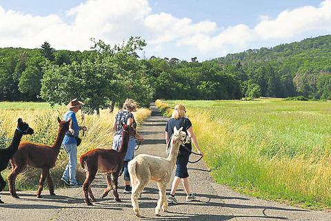 Gemeinsam mit den vier Bieberer Alpakas führt die Tour am Fuße des Dünsbergs über Stock und Stein.  Foto: Simon 