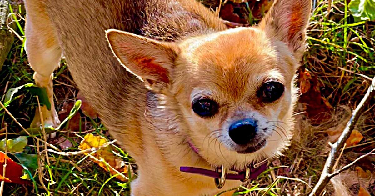 Chihuahua dies after poisoning in Langgöns: warning for dog owners