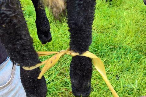 Ein Lamm findet Max Textor mit zusammengebundnen Beinen auf der Weide. Foto: Imme Rieger 