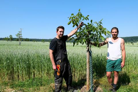 Michel (l.) und Max Textor aus Niederkleen haben im Dezember 2020 insgesamt 335 Walnussbäume auf 4 Hektar Fläche gepflanzt.