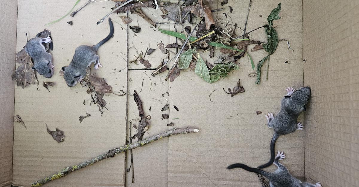 dornholzh-user-rettet-kleine-siebenschl-fer