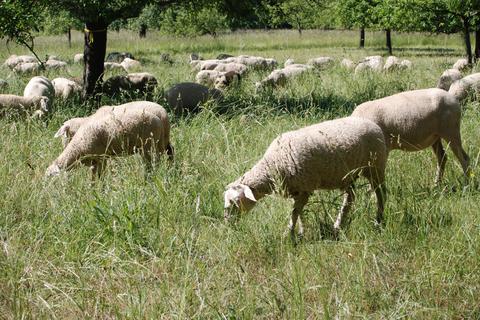 Die Schafe von Schäfer Othmar Wirth helfen bei der Beweidung. Foto: Landschaftspflegevereinigung Gießen