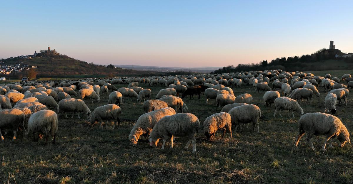 Am Fuße der Burgen grasen die Schafe