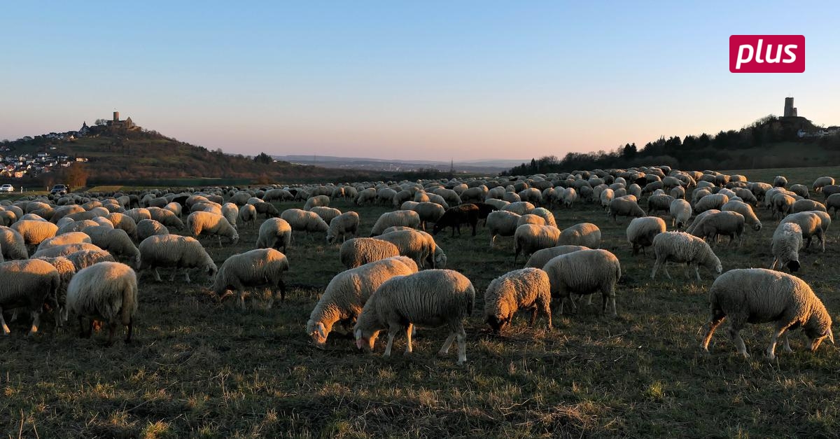 Am Fuße der Burgen grasen Schafe