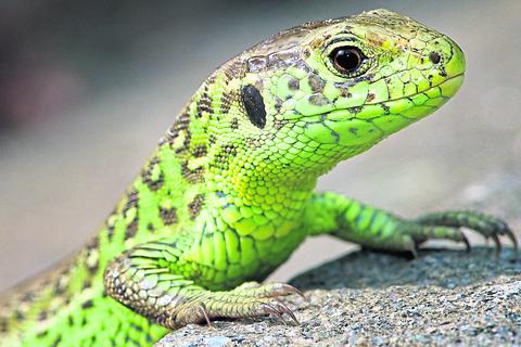 Die Zauneidechse (Lacerta agilis) ist 2020 zum Reptil des Jahres gewählt worden