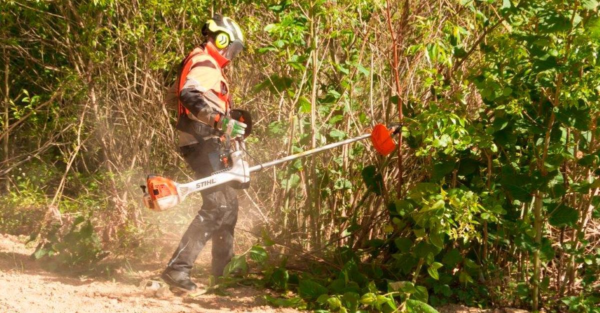Wir-und-das-Klima-Von-invasiven-Neophyten-und-starkem-Eisen