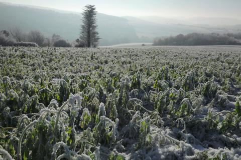 Frost zieht über die Felder. Obwohl wir uns mitten im Winter befinden, zeigen sich viele Ackerflächen in Limburg-Weilburg grün, wie im Frühjahr. Die Bauern hoffen auf weitere Minustemperaturen. © Jürgen Vetter