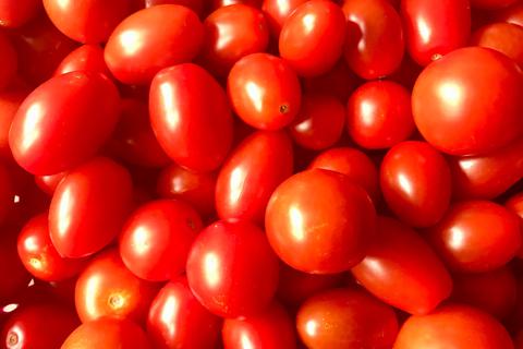 Reiche Ernte: Sommerzeit ist Tomatenzeit. 