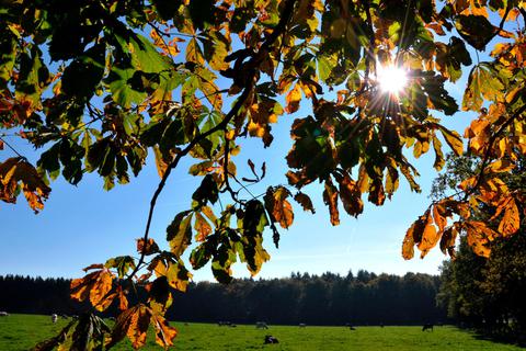 Der Herbst strahlt golden über Mittelhessen. Symbolfoto: Uwe Zucchi/dpa 