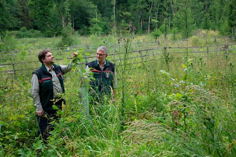 Hier entsteht der neue Wald: Forstamtsleiter Hendrik Horn (links) und Obershausens Revierleiter Bernd Kleindopf schauen sich die Fortschritte auf einer im Frühjahr 2020 wiederaufgeforsteten Schadfläche bei Winkels an. Gatter aus Holz und Einzelschutz sollen dort den Wildverbiss in Grenzen halten. Foto: Jürgen Vetter 