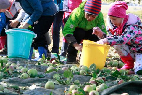 Rund 400 Kinder ernten an drei Tagen die Äpfel auf der Würgeser Streuobstwiese, die für den großen Apfeltag in Bad Camberg gebraucht werden. © Petra Hackert