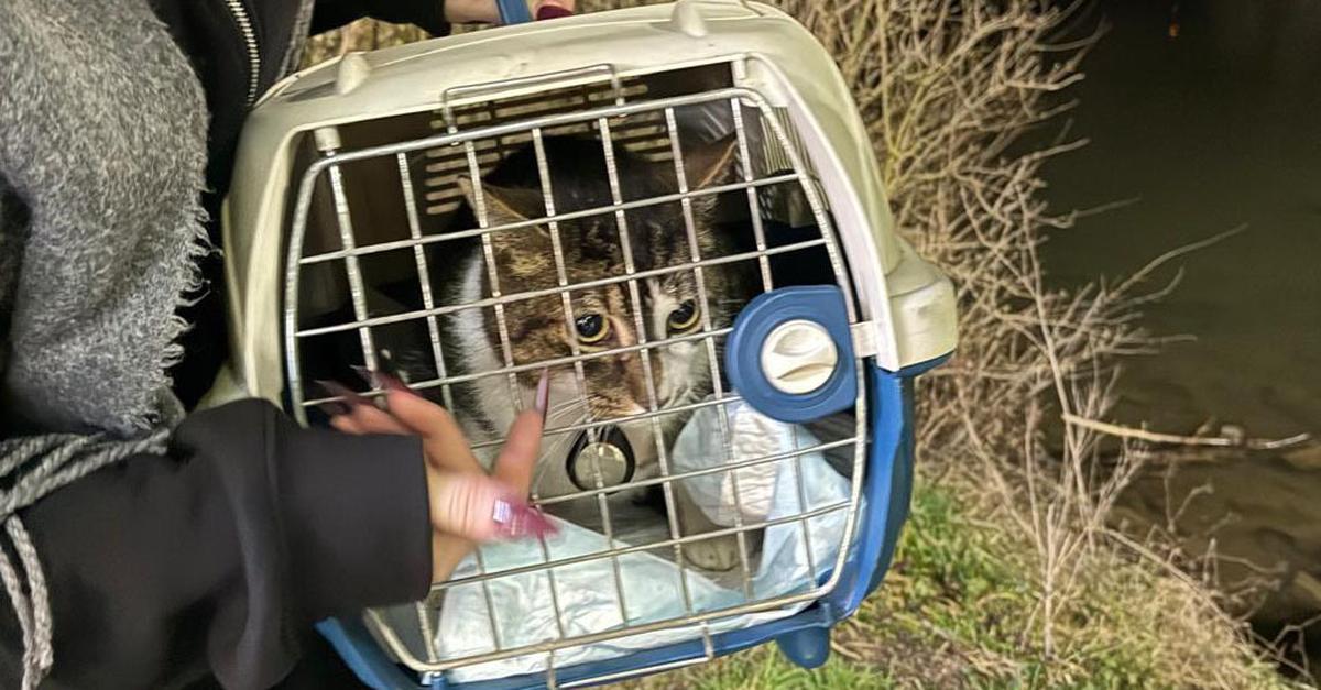 Fire brigade rescue in Limburg: Teddy the cat rescued from the Lahn River
