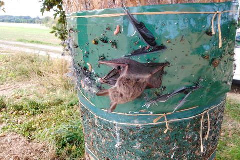 Eigentlich für Schädlinge gedacht, sind Leimringe an Bäumen auch für Vögel und Fledermäuse sowie andere Nützlinge eine Todesfalle.  Foto: HGON  
