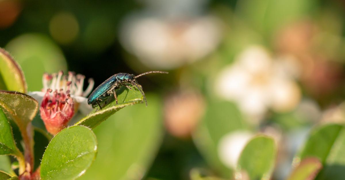 Limburg-Ein-Pl-doyer-f-r-mehr-Biodiversit-t
