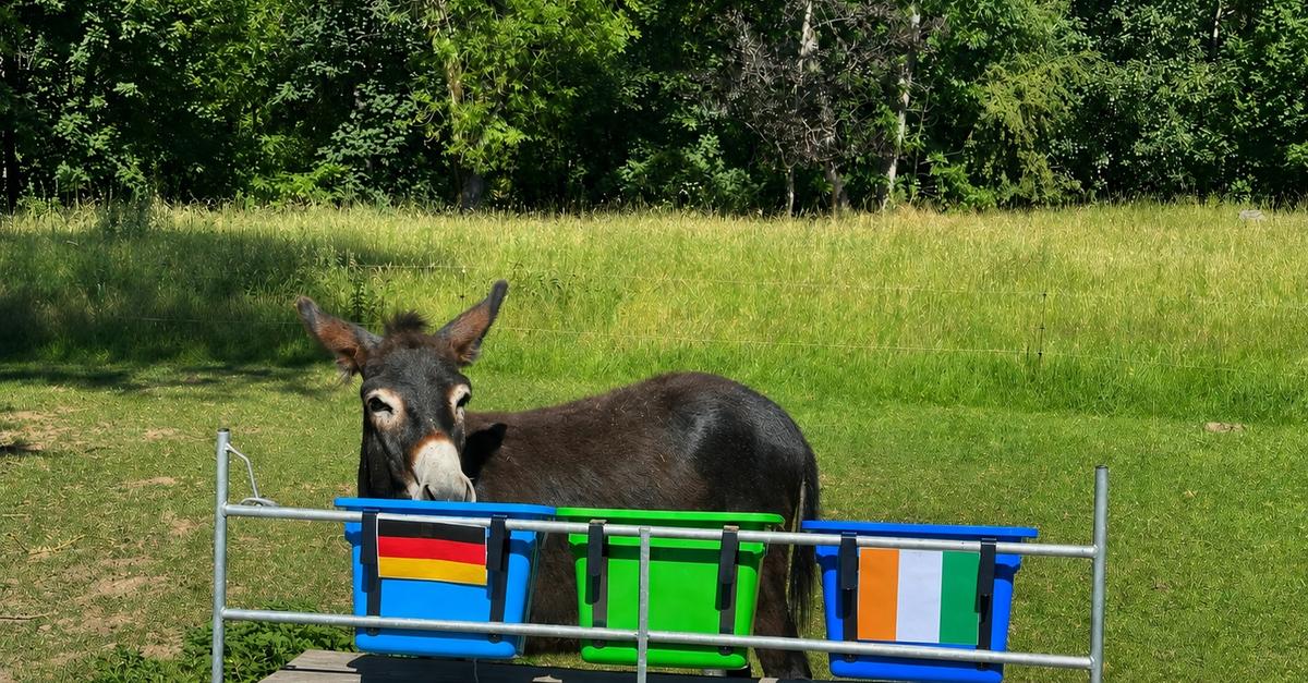 WM-Orakel-Linus-tippt-das-Spiel-gegen-die-Elfenbeink-ste