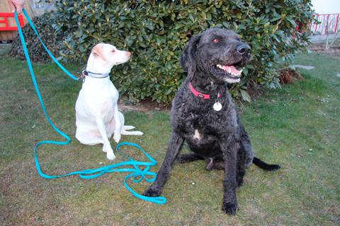 Müssen Hunde an die Leine oder nicht - darüber wird derzeit in Runkel diskutiert. Das letzte Wort haben die Stadtverordneten Ende April. Foto: Christiane Müller-Lang 