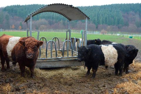 Braune und schwarze Belted Galloway Rinder führen auf dem Hof der Osters ein zufriedenes Leben. Foto: Andreas E. Müller 