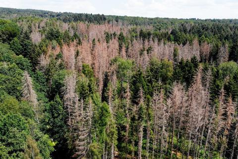 Waldsterben und -schäden sind mittlerweile überall in Mettelhessen zu sehen.   Foto: Pascal Reeber 