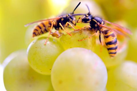 "Ein paar Meter entfernt halbierte Weintrauben aufstellen": Naturschützer Karsten Klenke kennt nützliche Tipps, wie sich nervige Wespen gut ablenken lassen.  Foto: Jochen Lübke  
