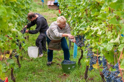 Wein an der Lahn