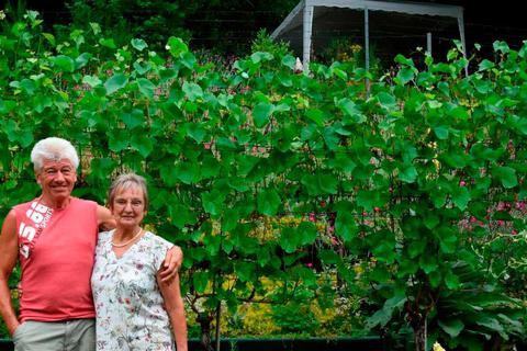 Im Garten von Hartmut und Angelika Orendi in Kirschhofen gibt es ein Weinspalier, das Besucher beim Tag der offenen Gärten im vergangenen Jahr bestaunt haben. © Margit Bach