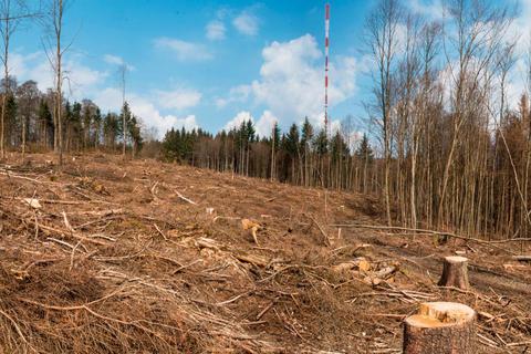 Der Wald im Hinterland leidet unter dem Klimawandel. So sieht es auf dem höchsten Berg des Landkreises, der Sackpfeife, aus, wo derzeit kranke Bäume geschlagen und neue Bäume gepflanzt werden.  Foto: Mark Adel 