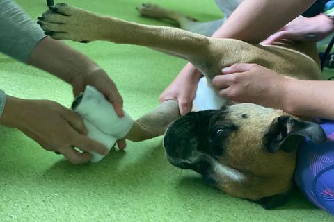 Während des Lehrgangs lernen nicht nur die Hundebesitzer, wie man den Vierbeiner verarztet, sondern auch die Hunde werden an die Situation gewöhnt. 