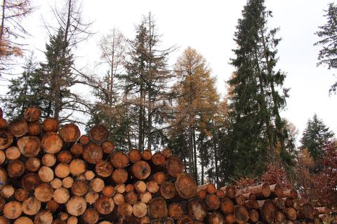 Holz lässt sich im Moment gut verkaufen. Da aber der Biedenkopfer Wald noch immer unter der Dürre der vorangegangenen Jahre leidet, soll es 2023 erneut nur wenig regulären Holzeinschlag geben. Insbesondere bei den stark beeinträchtigten Buchen und Fichten sollen in erster Linie krankes, absterbendes und totes Holz geschlagen werden.
