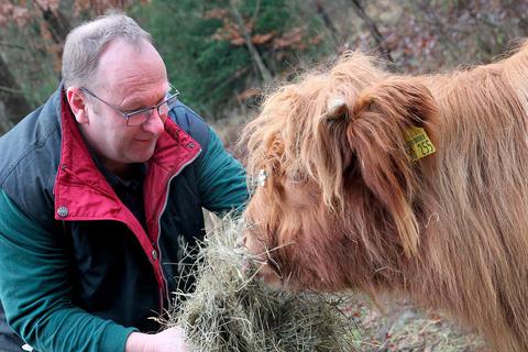 Im Winter bekommen die Rinder von Züchter Markus Roos möglichst Heu aus eigenem Anbau.  Foto: Mirjam Bleck 