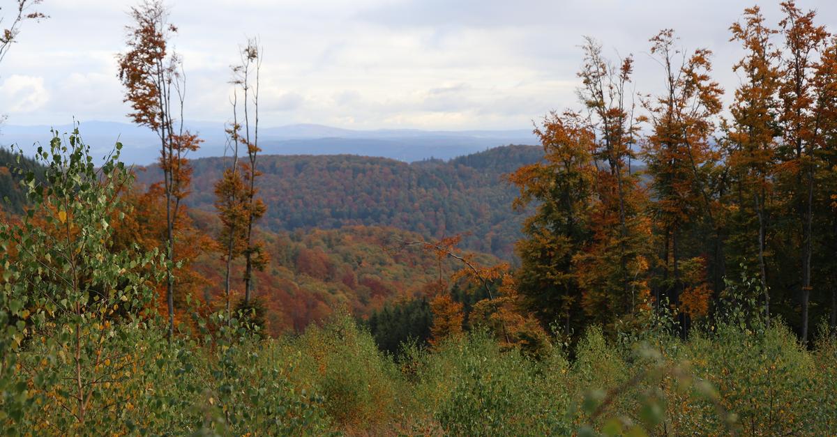 Biedenkopfer-Wald-Alle-pr-genden-Baumarten-machen-Sorgen