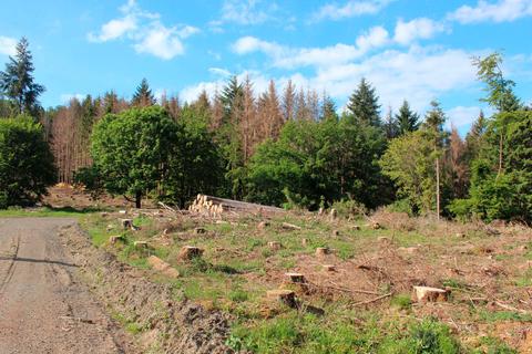 Drei viel zu trockene Jahre - 2018 bis 2020 - haben Spuren im Wald rund um Biedenkopf hinterlassen: Viele große Freiflächen sind entstanden. Die Wiederbewaldung ist angelaufen und wird das Forstamt auch in den kommenden Jahren stark beschäftigen. Archivfoto: Susan Abbe 