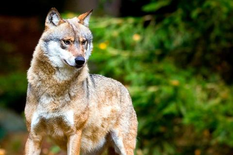 Bereichert der Wolf in Deutschland die Artenvielfalt? Oder bedroht er vor allem die Weidetierhalter? Darüber haben die Grünen am Donnerstag in  Lohra mit einem Tierarzt und Jäger sowie einem Landwirt und Nutztierhalter diskutiert.