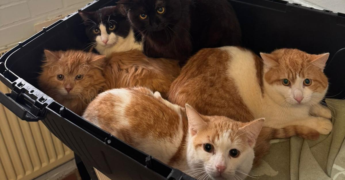 Animal Hoarding: 33 Cats Rescued from Two-Room Apartment in Breidenbach