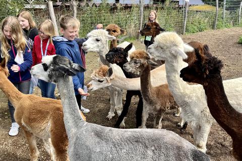 Die jungen Journalisten haben viel Spaß mit den Alpakas beim Besuch im "Keinhornland".
