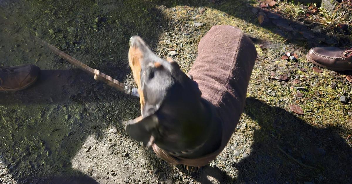 Holzh-user-Feuerwehr-hilft-Dackel-Vroni-in-der-Not