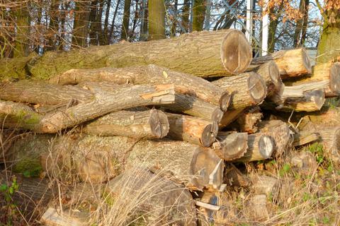 Es steht schlecht um den heimischen Wald - zu diesem Ergebnis kommt das Forstamt erneut mit seiner Analyse der Situation in der Gemeinde Dautphetal. © Serowy