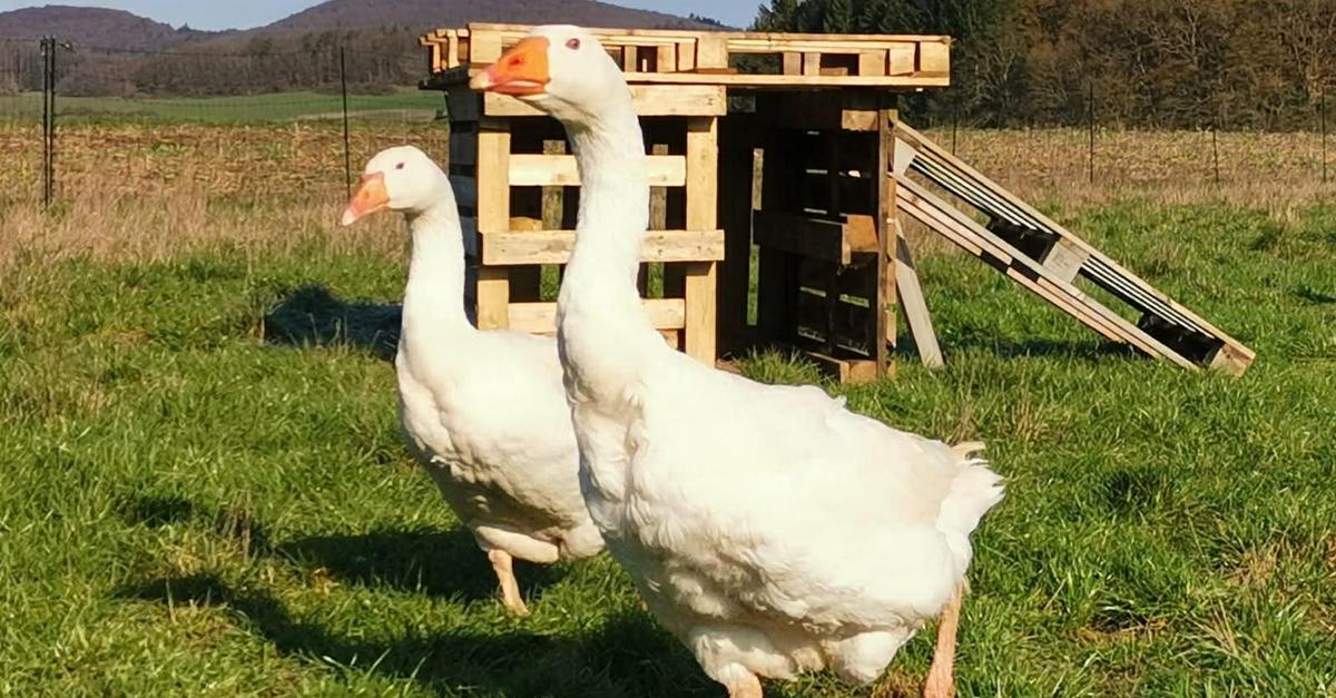 Vogelgrippe-beeinflusst-Leben-besonderer-V-gel-in-Dautphetal