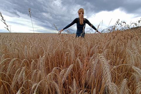 Der Weg verläuft durch weite Getreidefelder, die dazu einladen, für die Gaben zu danken.  Foto: Sascha Valentin 
