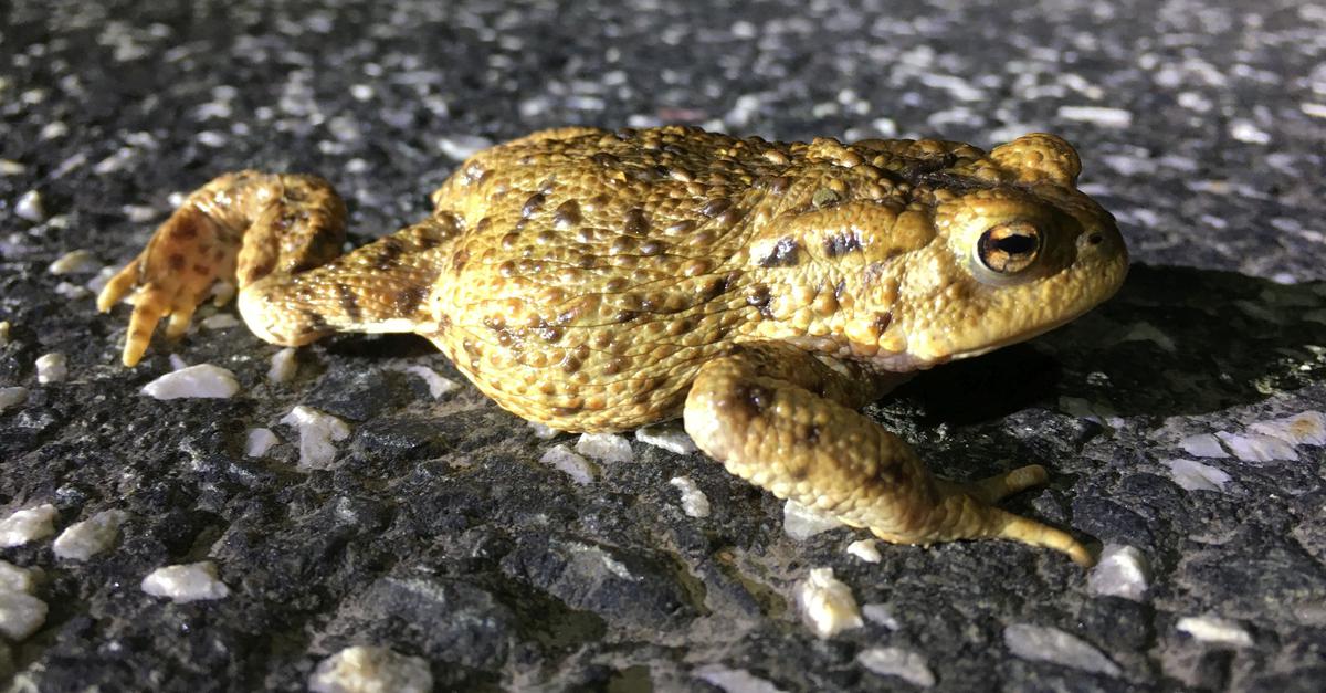 sperrungen-wegen-amphibienwanderung-in-marburg-biedenkopf