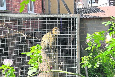 Die Primatin musse vor ihrer Rettung in verbotener Einzelhaltung dahinvegetieren. Foto: Peta Deutschland