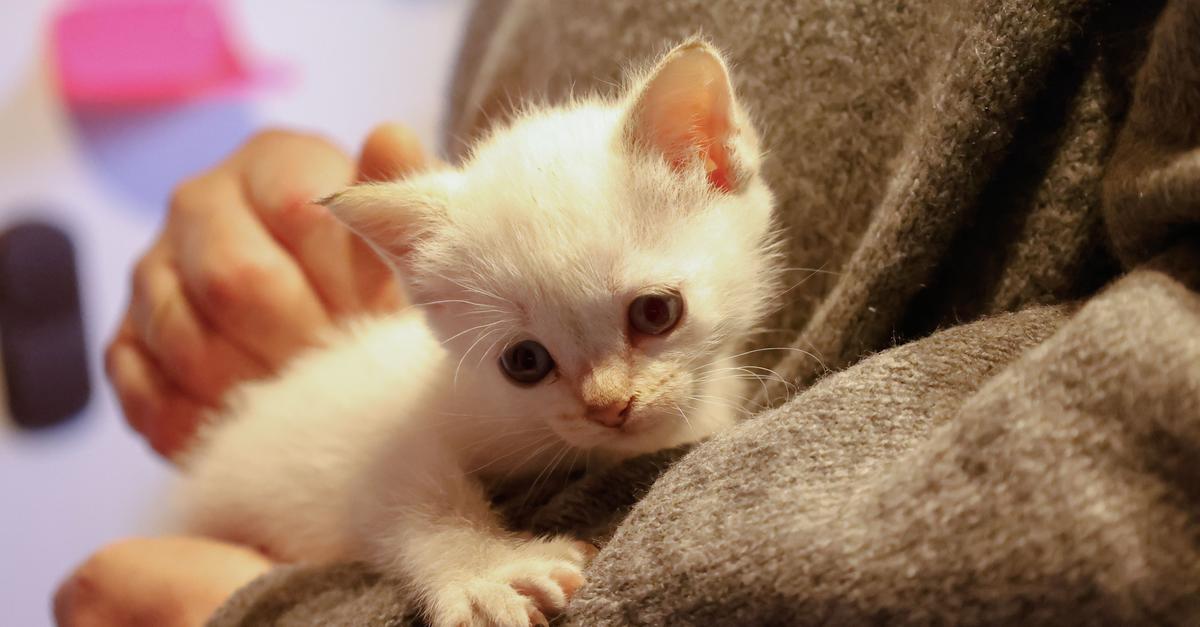 Katzenbabyrettung-Mittelhessen-rettet-jedes-Jahr-150-Kitten