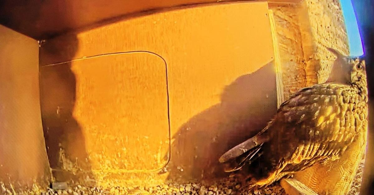 Marburger-Uhus-gehen-online-Livestream-l-uft