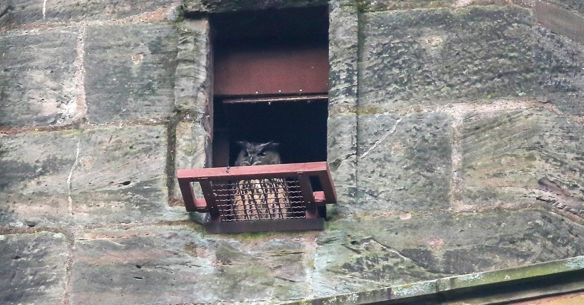 Marburger-Uhus-per-Webcam-beim-Br-ten-beobachten