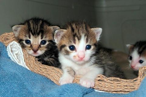 Eine Katzenmama mit neun Kitten wurde just im Tierheim abgegeben.  Foto: Birgit Schönig 