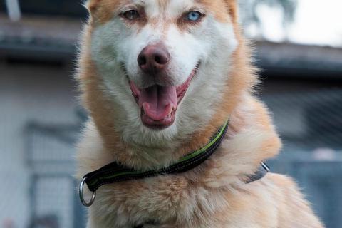 Husky-Mischlingsrüde Moritz ist sechs Jahre alt, freundlich und aktiv. Er sucht ein Zuhause bei Huskyfreunden. Foto: Birgit Schönig 