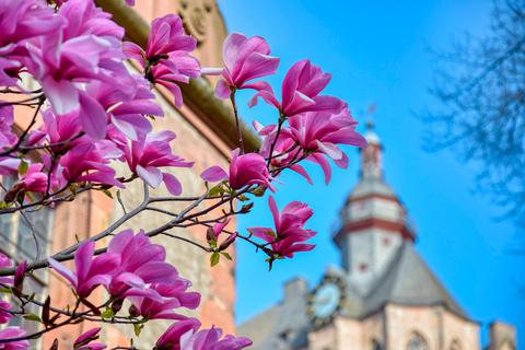 Den Frühling in Marburg genießen, das können die Teilnehmer der öffentlichen Führungen. Diese führen unter anderem durch die malerische Altstadt hinauf bis zum Schloss. © Marburg Stadt und Land Tourismus GmbH