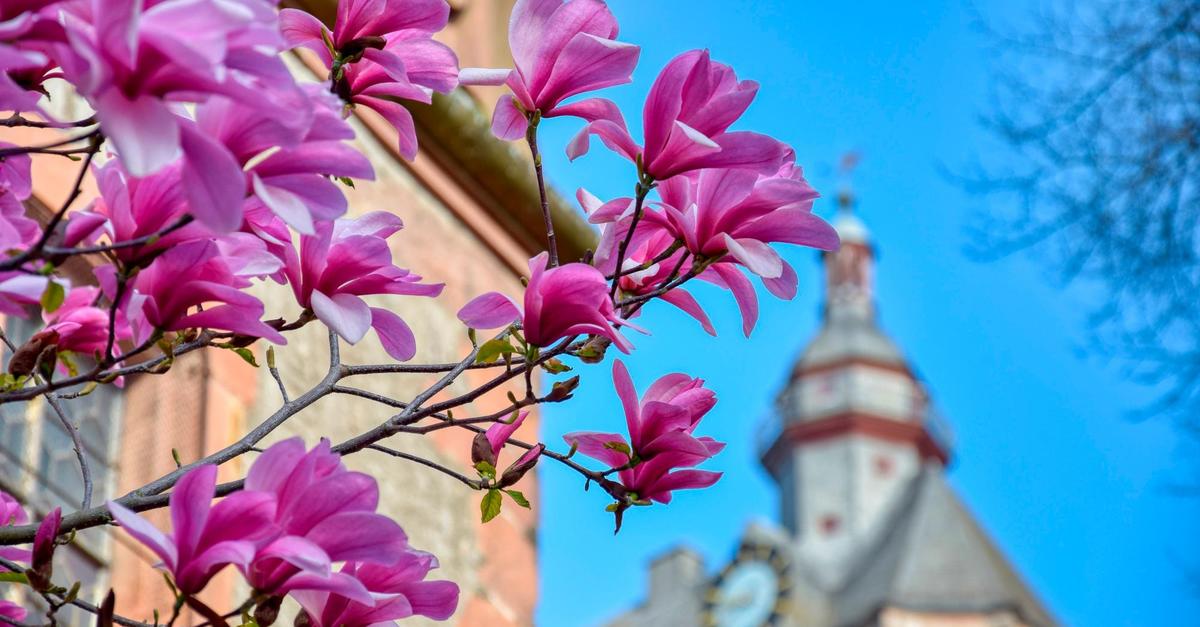 Saisonstart der Gästeführungen zum Frühling